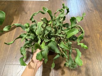 Houseplant Curly Cactus 6” Pot 