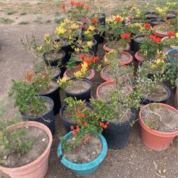 Honeysuckle Plants