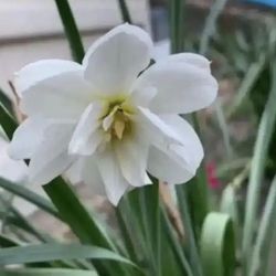 Outdoor Flowers - NARCISSUS