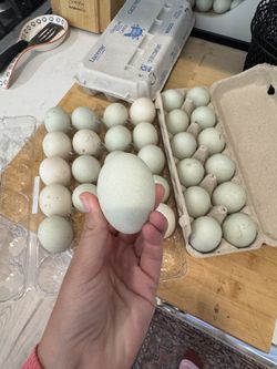 Hatching Eggs (Runner Duck)