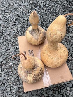 Gourds,  Dried Natural Gourds Set of 3