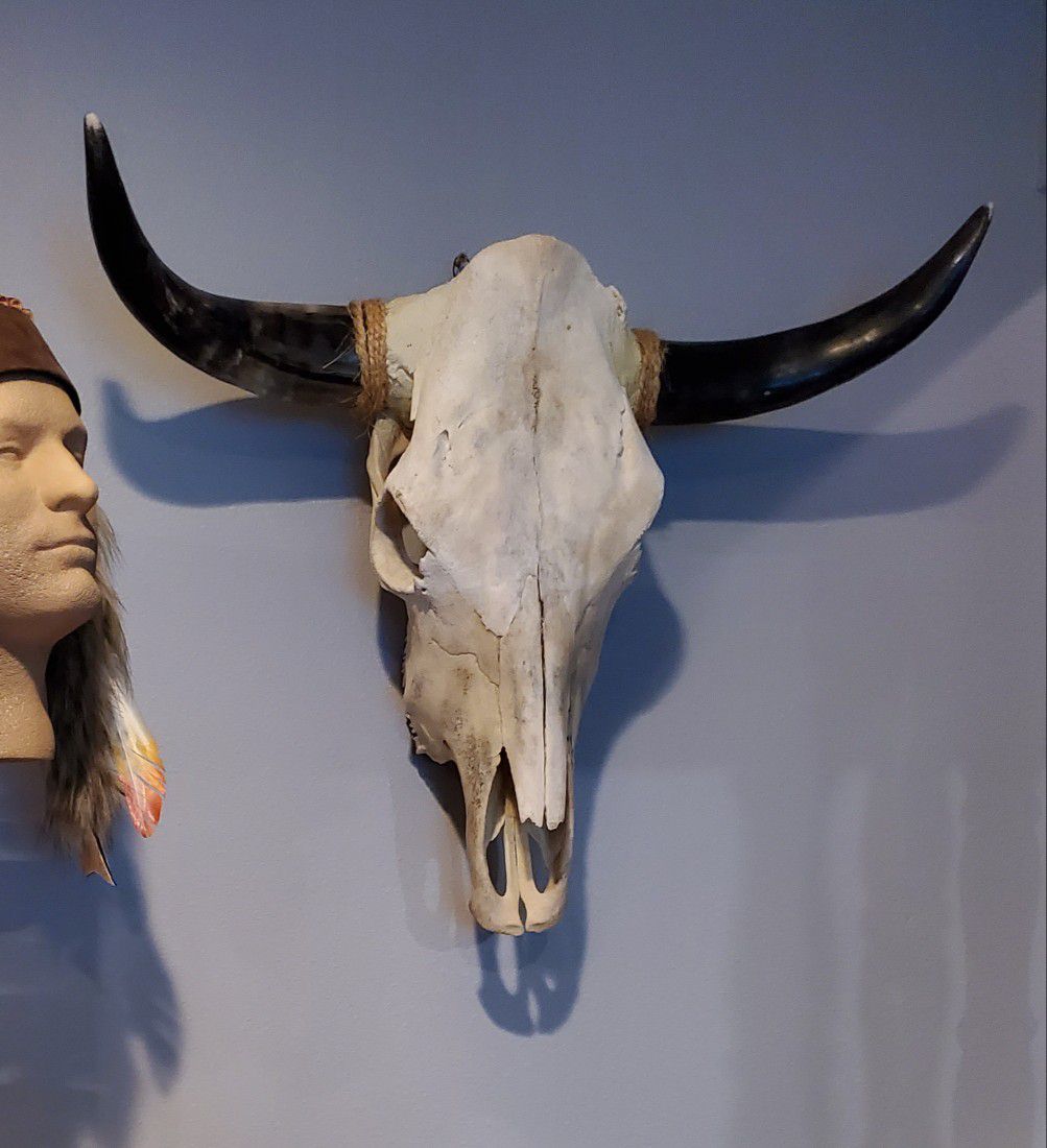 Large cow skull with polished horns, Excellent condition ready to mount