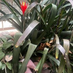 Lovely Bromeliad
