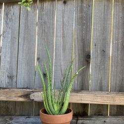 Small Aloe Vera Plant