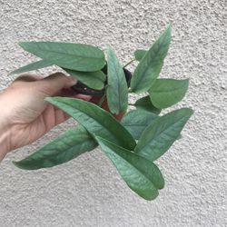 Beautiful Cebu Blue Pothos Plant