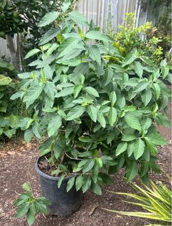 Planta de Muicle