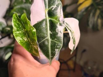 Alocasia pink polly snow