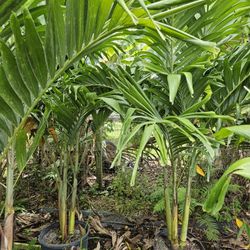 crhistmas  Palms  Adonidias single double triple 