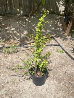 Potted Succulent plant, very beautiful variety.  Have others as well.  22 inch tall.