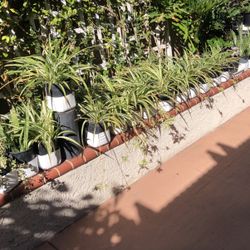 SPIDER PLANTS
