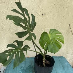 Monstera Deliciosa Plant  In 10 Inch Pot Indoor / Outdoor Plant Nice Perforated Leaves