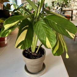 Ctenanthe Brazilian Snow 