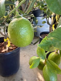 Eureka lemon