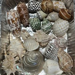 Seashell Collection Around The World