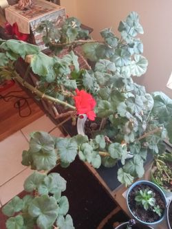 Plant