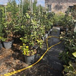 Magnolias Tree 7gallones 5ft Tall 