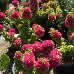  Vibrant Variegated Bougainvillea – $29.99 Now at Adam Hall’s Garden Center! 🌺