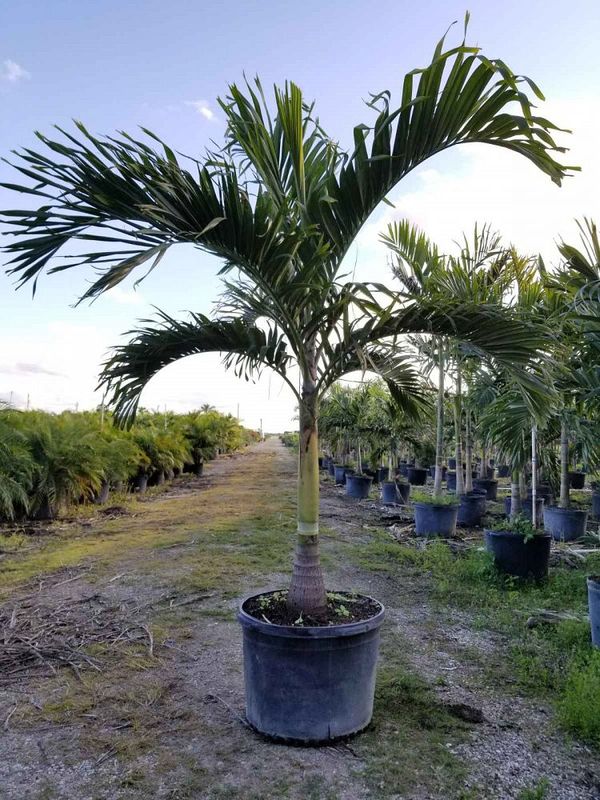 Single Christmas Palm Trees for Sale in Lake Worth, FL OfferUp