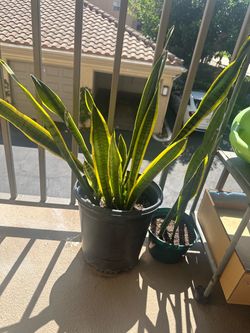 Snake plant