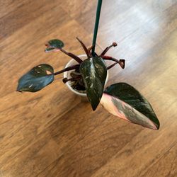 Philodendron pink princess plant + free bird of paradise plant starter