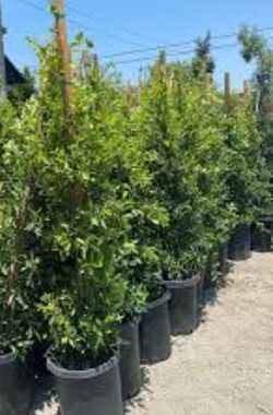 Ficus Nitida 15g