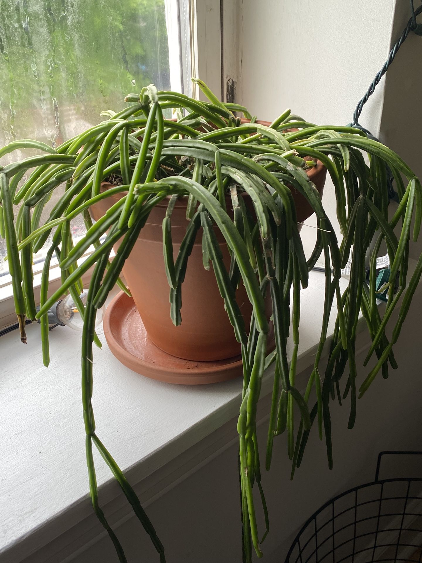 Mature Rhipsalis Succulent