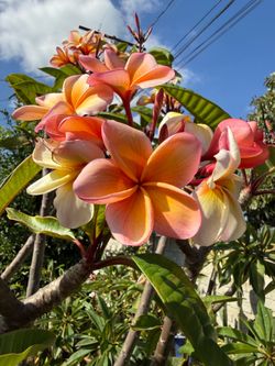 Plumeria kimo with small roots 1st photo is the mother plant