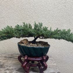 Bonsai Flying Eagle Japanese Garden Juniper $65 Each Many To Choose From
