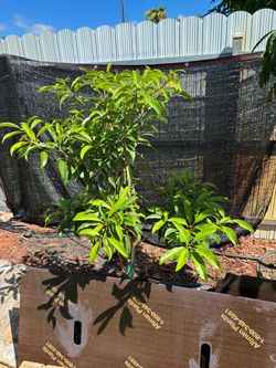 Grafted 7 Gallon Silas Wood Sapodilla