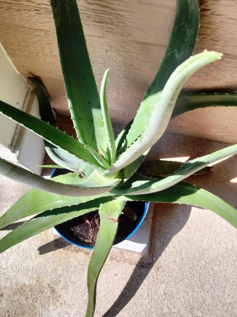 Large Potted Aloe Vera Plant