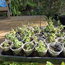 Oregano (Origanum vulgare 'hirtum' ), $1.50 for 9oz  cup. 35 plants available.