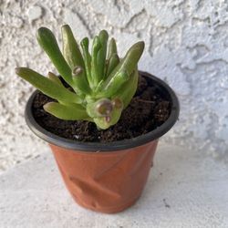 4 Inch Pot Succulent Plant - Crassula Ovata  Druce - Gollum Jade - Rooted & Stablished - Drought Resistant 🪴 