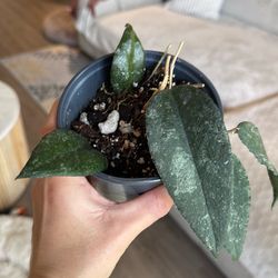 Hoya caudata