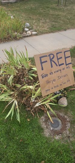 FREE purple irises