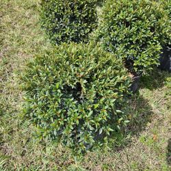 topiary  cones balls spiral  pompom  all sizes  available staring  $25 