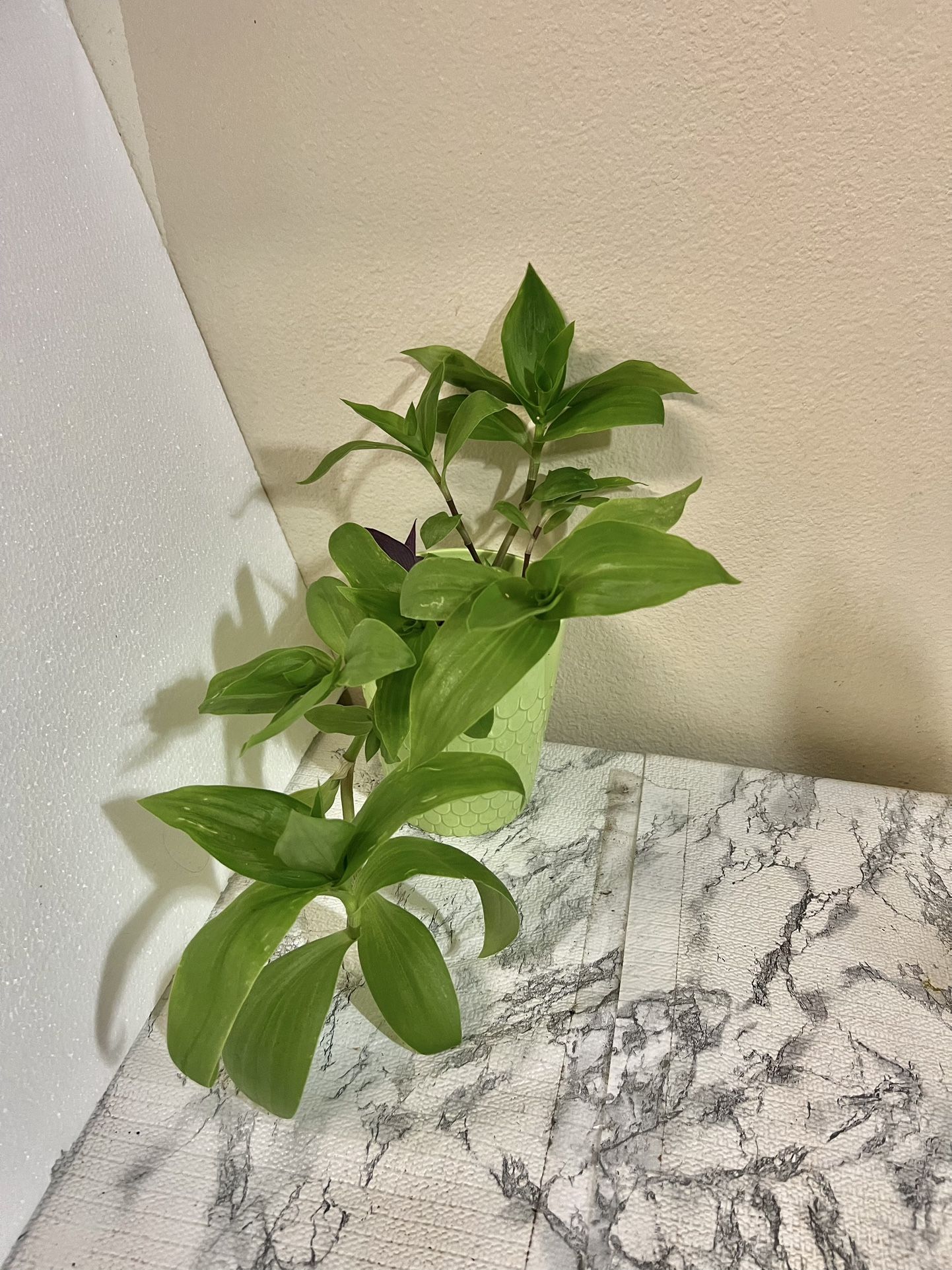 Tradescantia plant