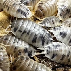 Isopod ( Porcellio laevis " Dairy Cow “)