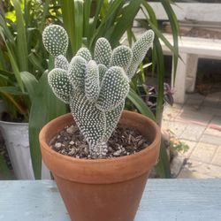 Cactus Plants For Sale.