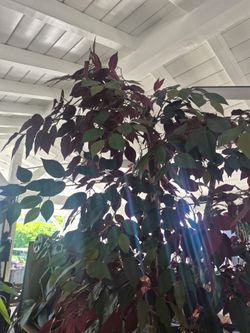 Fake ficus tree