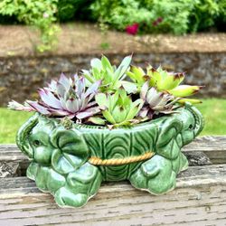 Succulents Plant 🪴 