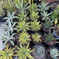 Various Agaves 