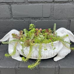 Succulents 