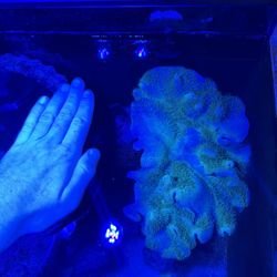 Green Toadstool Fake Hobby Toy 