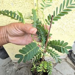 Tamarind Trees 