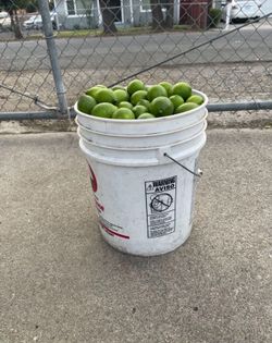 Fresh Full bucket of Limes