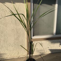 Over 5 ft tall sweet sugar cane Plant in 5 gallon pot  Cash only 