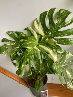 Thai Monstera