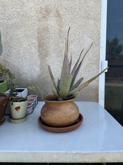 Plant / Aloe / Planter / Pot