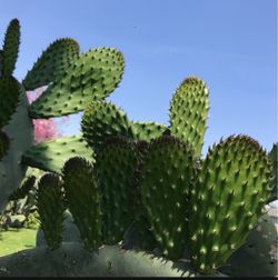 Nopales