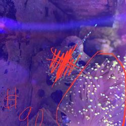 Decoration Reef Corals